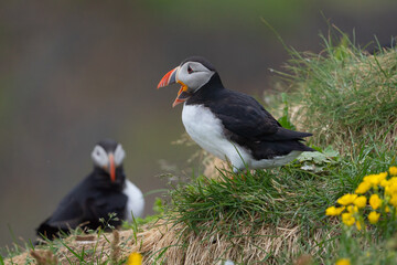 Close up of puffin bird or Fratercula in Iceland in summer season on cliff sea beach background....