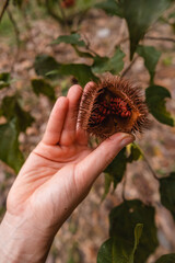 Urucum nativo da amazônia para preparação de tintura indígena