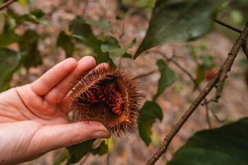 Urucum nativo da amazônia para preparação de tintura indígena