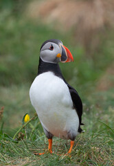 Close up of puffin bird or Fratercula in Iceland in summer season on cliff sea beach background. Animal.