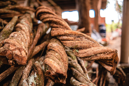 Cip&oacute; Jagube utilizado na prepara&ccedil;&atilde;o da Ayahuasca