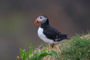 Close up of puffin bird or Fratercula in Iceland in summer season on cliff sea beach background....