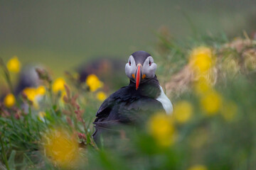 Close up of puffin bird or Fratercula in Iceland in summer season on cliff sea beach background....