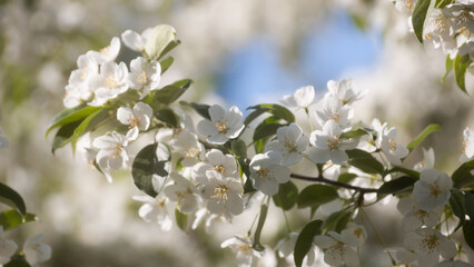 white flowers of a flowering tree in summer