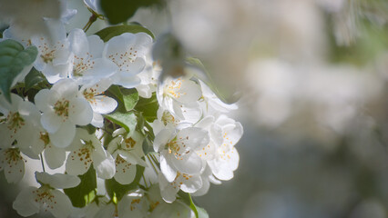 white flowers of a flowering tree in summer