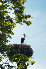 stork in the nest against the blue sky