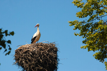 stork in the nest against the blue sky