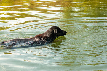 Fototapeta premium dog swims in the river in summer