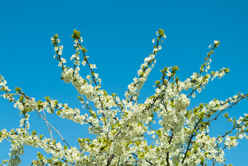 branches of flowering trees against the blue sky bottom view