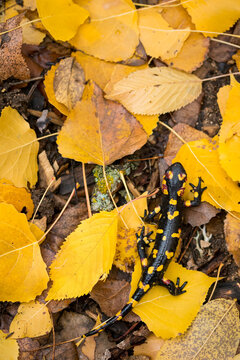 Fire salamander on dry leaves