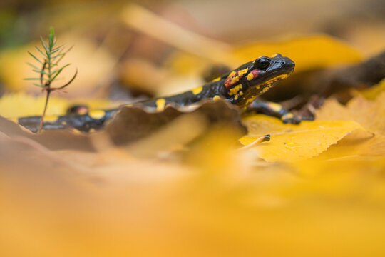 Fire salamander on dry leaves