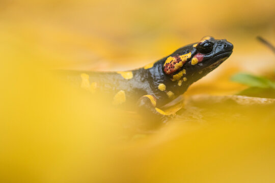 Fire salamander on dry leaves