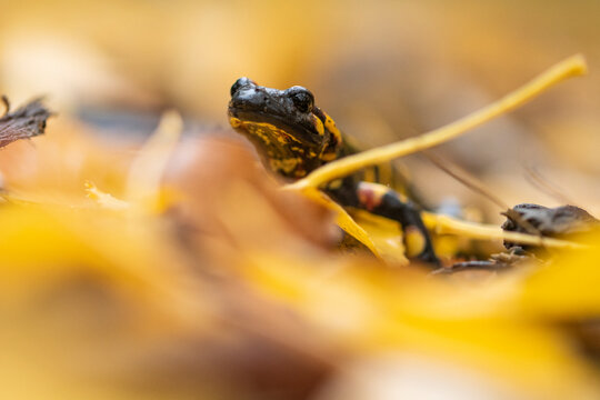 Fire salamander on dry leaves