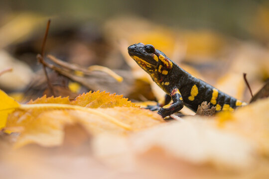 Fire salamander on dry leaves