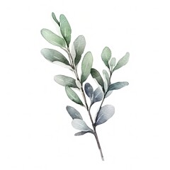 Aromatic Sage Herbs Background, Square Watercolor Illustration. Healthy Vegetarian Diet. Ai Generated Soft Colored Watercolor Illustration with Delicious Aromatic Sage Herbs.