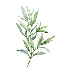 Fototapeta premium Aromatic Tarragon Herbs Background, Square Watercolor Illustration. Healthy Vegetarian Diet. Ai Generated Soft Colored Watercolor Illustration with Delicious Aromatic Tarragon Herbs.