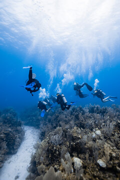 Many scuba divers in fins, masks and dive suits with tanks swimming underwater near exotic coral reefs in blue sea