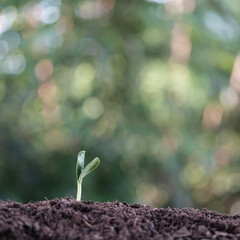 Small young growing tree sprout
