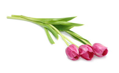 Fototapeta premium Beautiful pink tulip flowers isolated on white