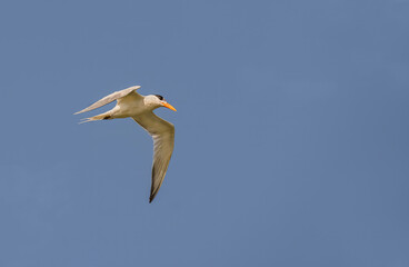 Royal Tern, non breeding adult in flight against blue sky with wings in down stroke