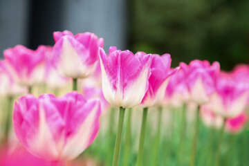 Obraz na płótnie Canvas Beautiful pink tulip flowers growing in field, selective focus