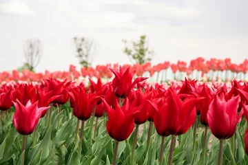 Keuken spatwand met foto Beautiful red tulip flowers growing in field © New Africa