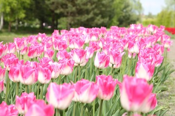 Beautiful pink tulip flowers growing in field