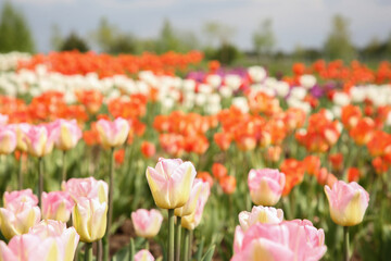 Beautiful colorful tulip flowers growing in field