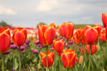 Beautiful colorful tulip flowers growing in field