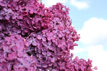 Beautiful blooming lilac flowers against sky outdoors, closeup. Space for text