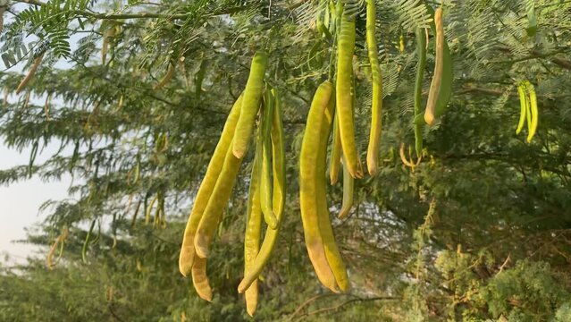 close up of a plant in the forest