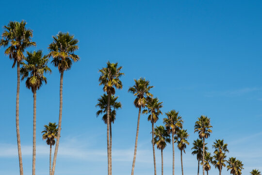 View of palm trees in Santa Cruz, California, USA