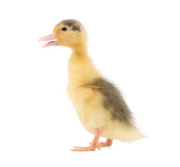 Baby animal. Cute fluffy duckling on white background