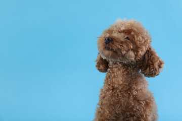 Cute Maltipoo dog on light blue background, space for text. Lovely pet