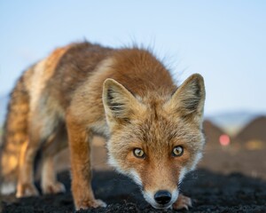 AI generated illustration of an adorable red fox  looking directly at the camera