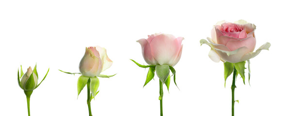 Blooming stages of beautiful rose flower on white background