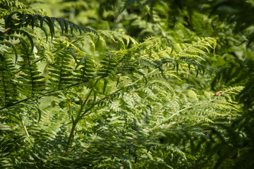 Green fern leaves with details as an organic summer nature background