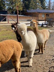 sheep and lambs © Anastasiia