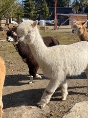Obraz premium alpaca in the zoo