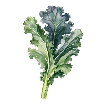 Fresh Organic Kale Vegetable Background, Square Watercolor Illustration. Healthy Vegetarian Diet. Ai Generated Soft Colored Watercolor Illustration with Delicious Juicy Kale Vegetable.