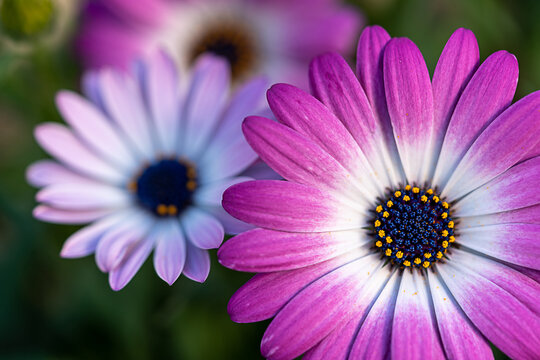Beautiful pink daisy flowers - Powered by Adobe