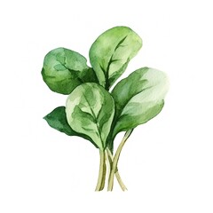 Fresh Organic Spinach Vegetable Background, Square Watercolor Illustration. Healthy Vegetarian Diet. Ai Generated Soft Colored Watercolor Illustration with Delicious Juicy Spinach Vegetable.