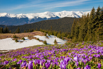 A wonderful view of the spring Carpathians