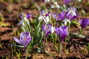 Fototapeta premium Spring flowers - crocuses and snowdrops