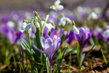Fototapeta premium Spring flowers - crocuses and snowdrops