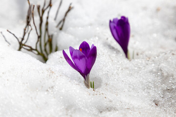 Spring crocus flowers