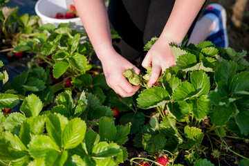 person picking strawberries