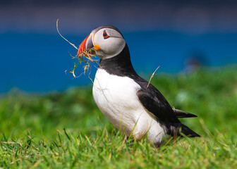 Naklejka premium Nesting Puffin