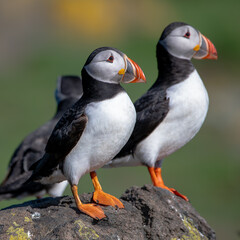 atlantic puffin or common puffin