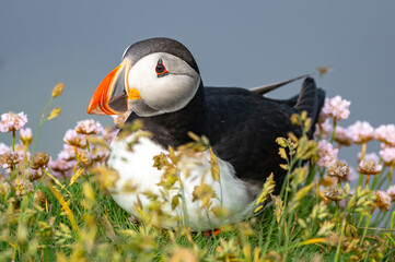 atlantic puffin or common puffin